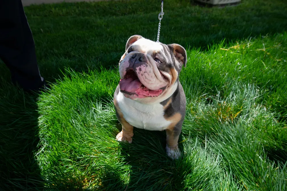 An English bulldog standing on a green lawn with its tongue out